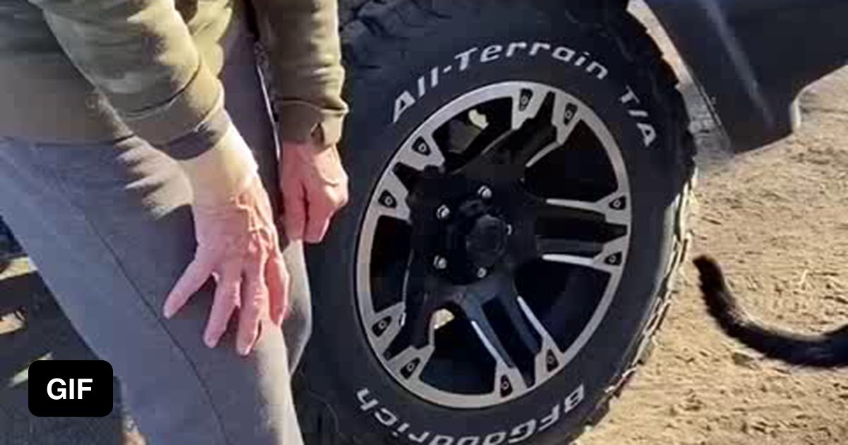 Tutorial on how to get free cats 9GAG