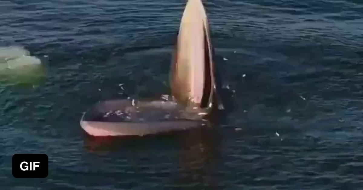 Whale trap feeding in Gulf of Thailand - 9GAG