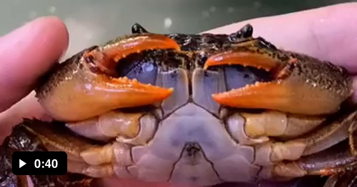 Puffer fish have extremely powerful jaws and can easily shred up crabs