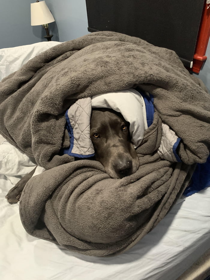 Dog in a blanket 9GAG