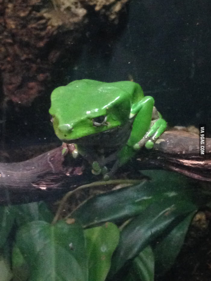 I present to you... DEPRESSED FROG!! - 9GAG