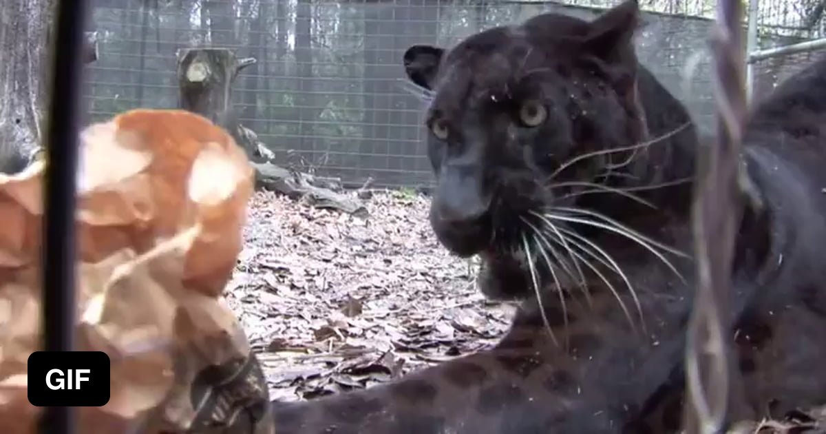 Do big cats like catnip? 9GAG