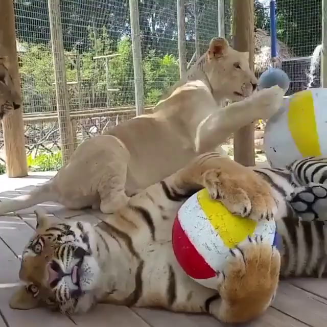 A Couple Of Big Cats Just Having A Ball 9GAG