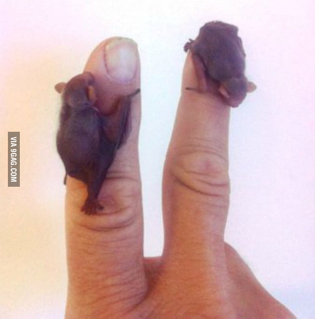 Baby bats so tiny they can cuddle your finger 9GAG