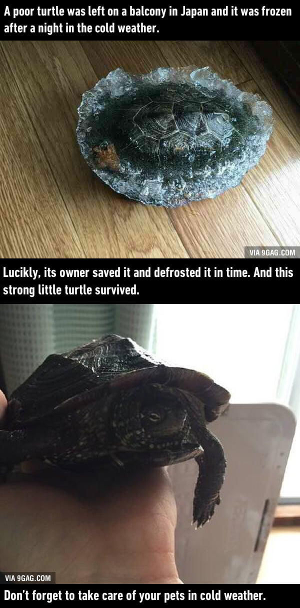 Poor turtle was frozen in cold weather - 9GAG