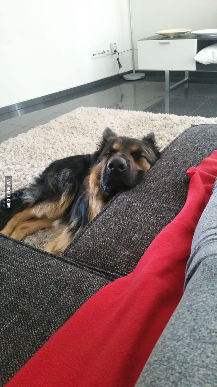 My dog takes care of me when I'm sick, he's always watching me and he