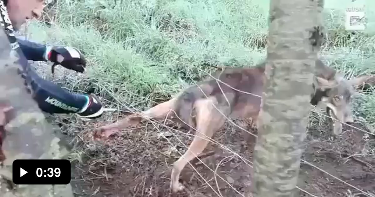 Trapped Wolf almost bites rescuer after nearly being set free - 9GAG