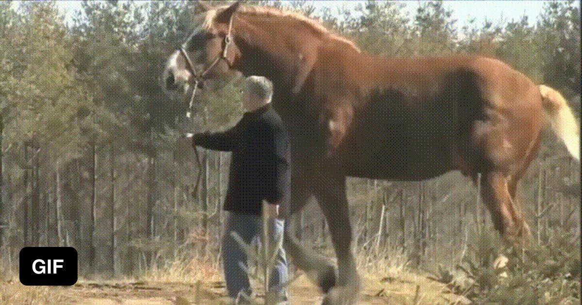 Man Killed By Horse Cock