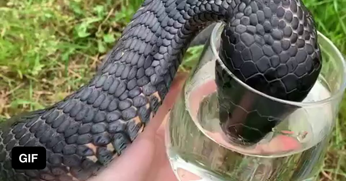 Змеи пьют воду