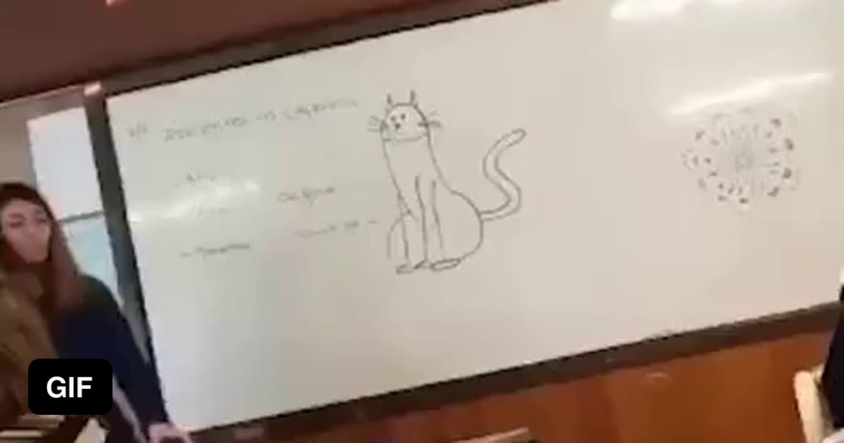 That's a nice cat - 9GAG