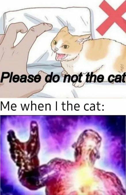 The cat - 9GAG