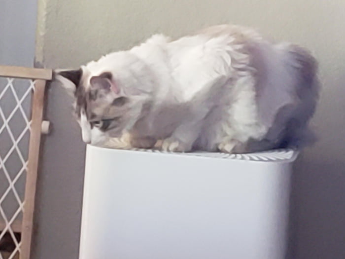 So we got an air purifier to remove cat dander 9GAG