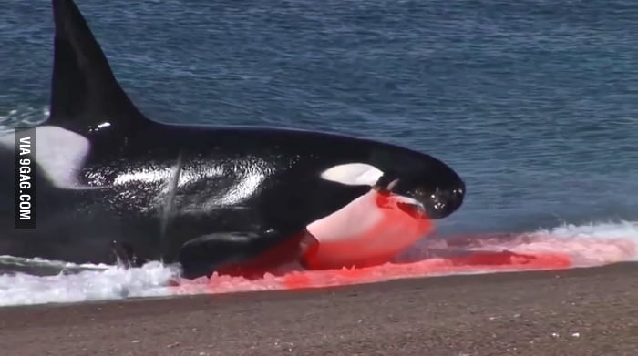 Why do people found orcas cute?, I fear them, they are massive, lethal