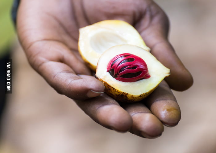 Fresh nutmeg fruit looks like a little treasury - 9GAG