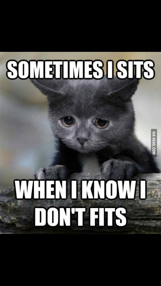 Confession cat - 9GAG