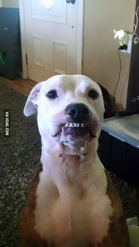 My dog gets his upper lip stuck sometimes... 9GAG