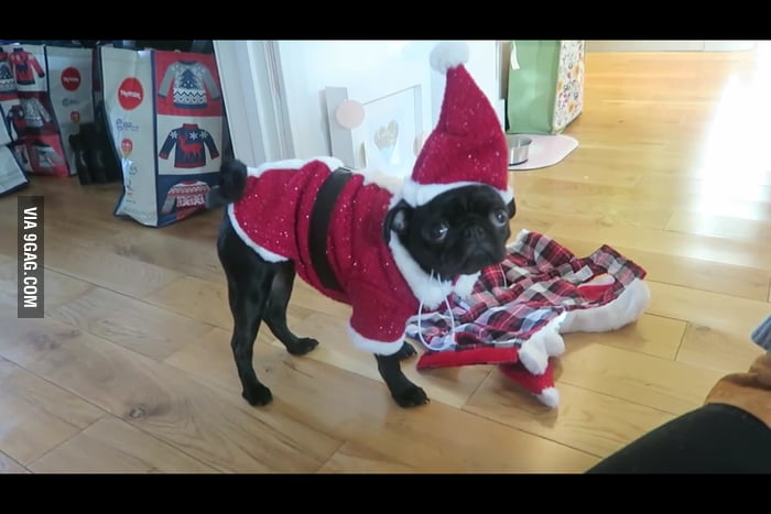 Alfie Dayes and Zoe Sugg's pug called Nala - 9GAG