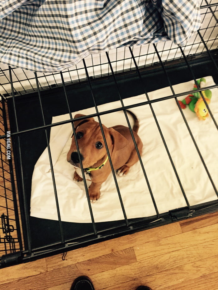 Kennel training is tough on the soul. 9GAG