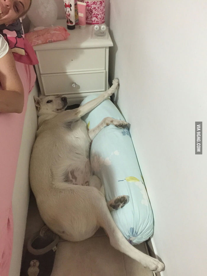 My dog fell off the bed. She's not looking happy about it 9GAG