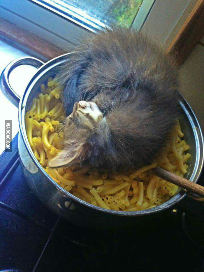 cheese jelly cat