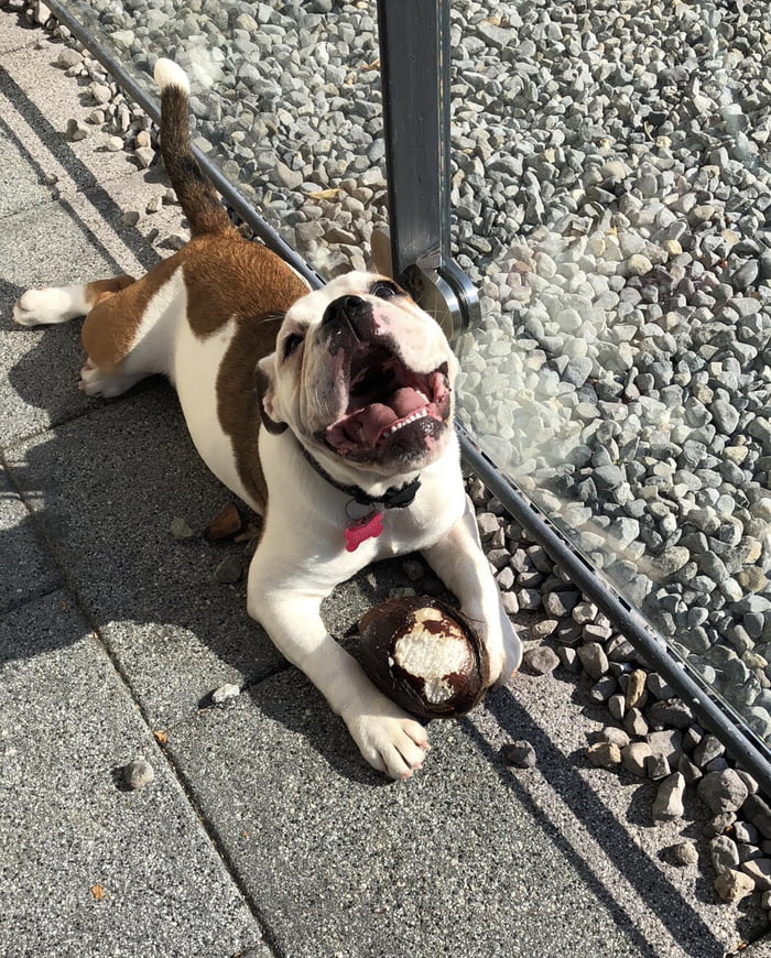 english bulldog with long tail