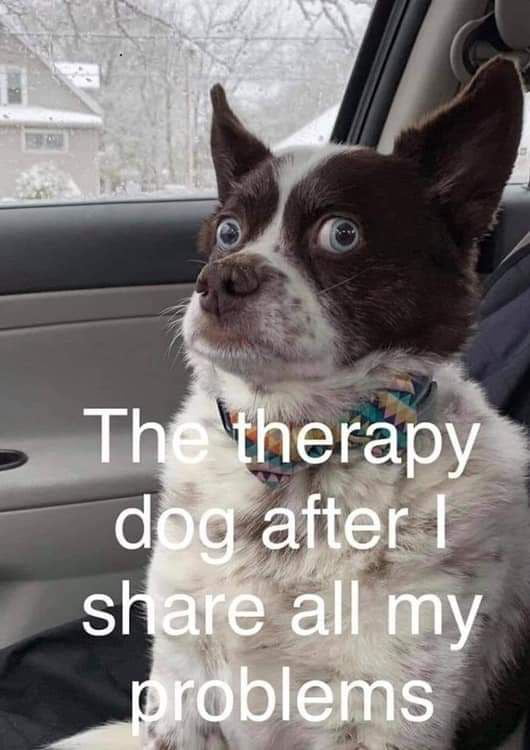How To Get A Therapy Dog Near Me