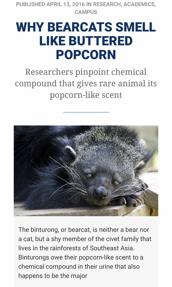 Buttered Popcorn Smells Like Bearcats 9gag