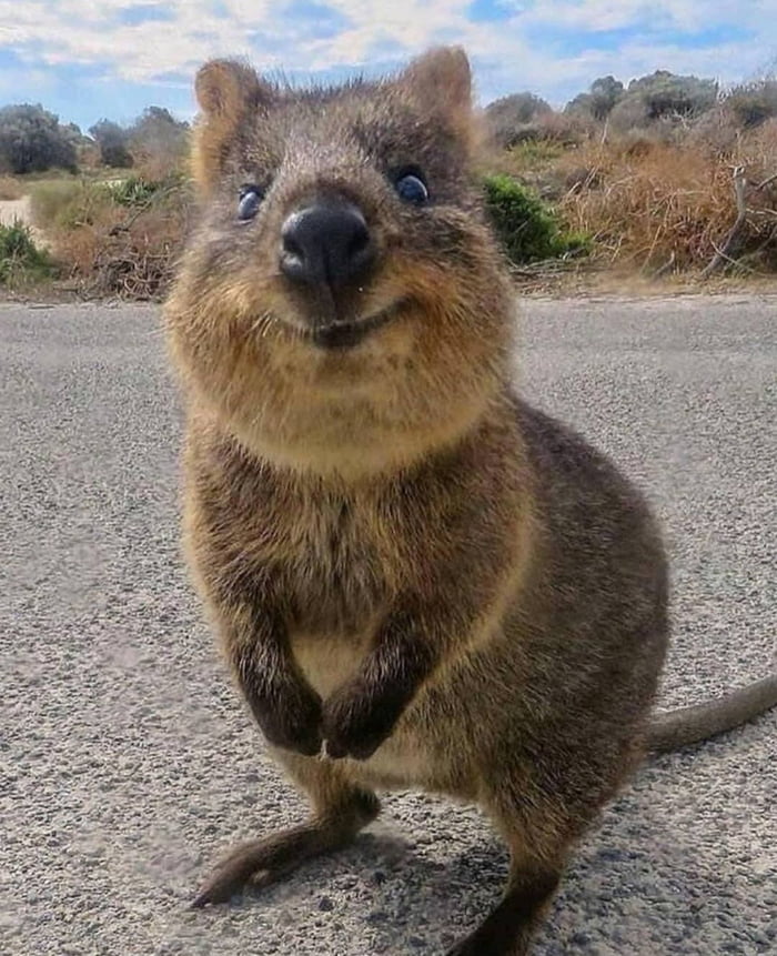 Quokka Funny