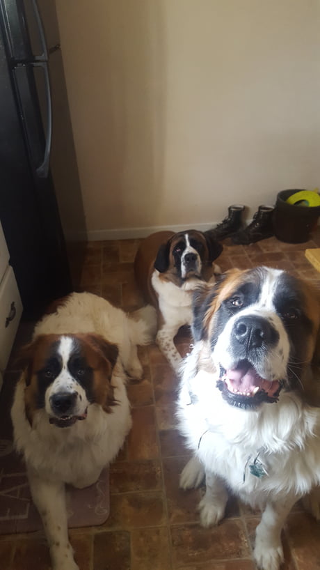 Such Beautiful Dogs Rare Short Haired St Bernard In The Back Too