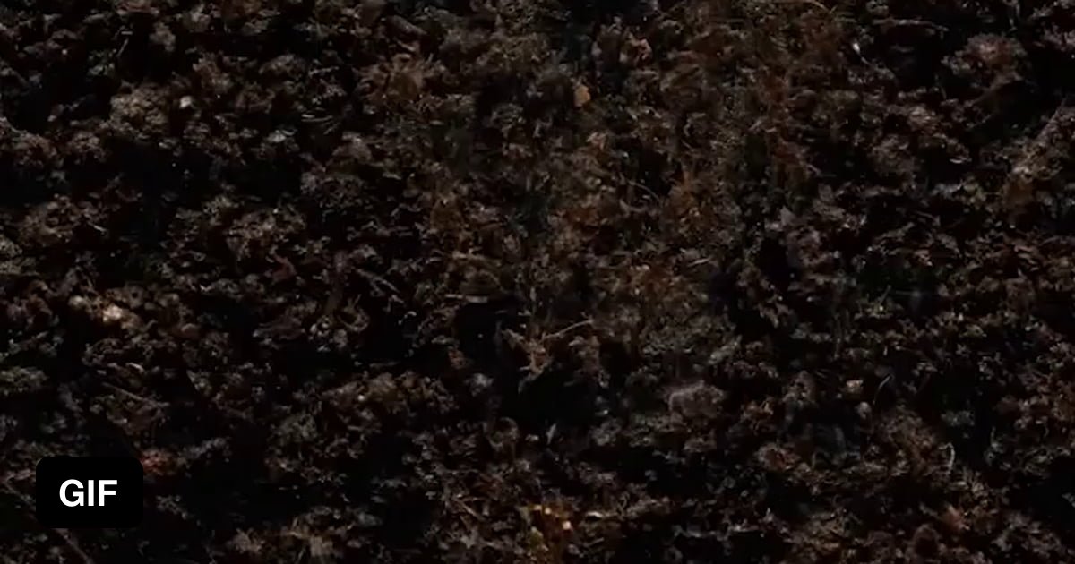Growing kidney bean timelapse 9GAG