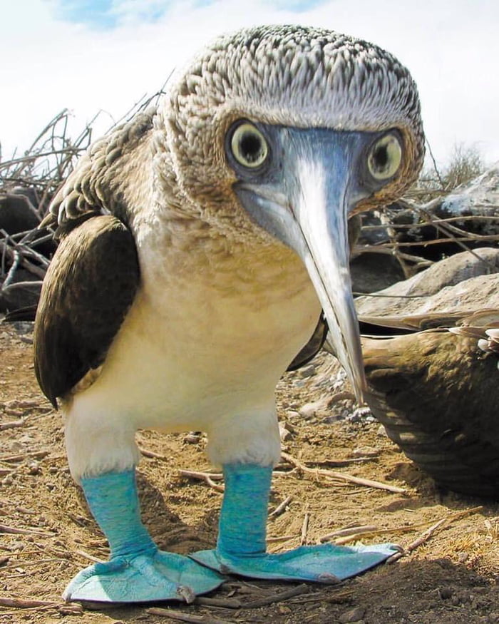 A blue-footed booby - Awesome.
