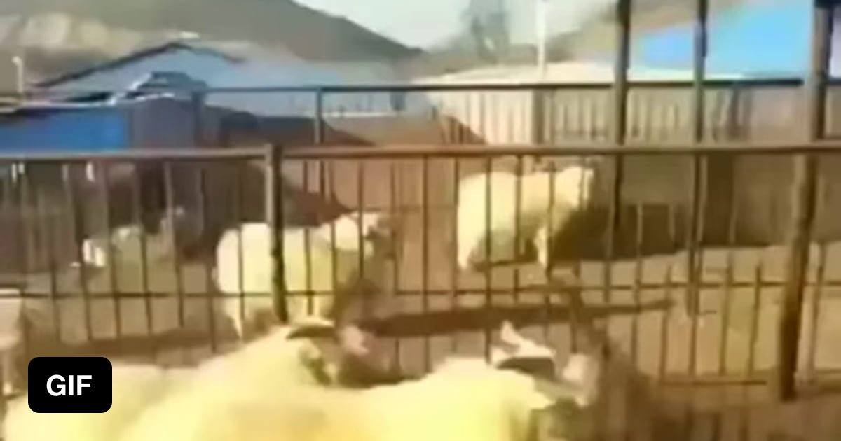 Goat Fu This is goat fu fighting ! - 9GAG
