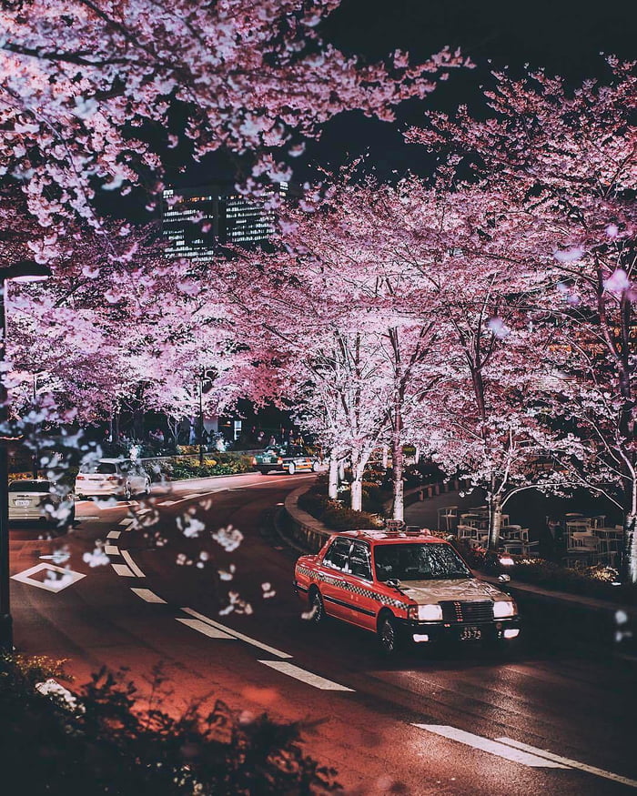 Cherry blossoms in Japan - 9GAG