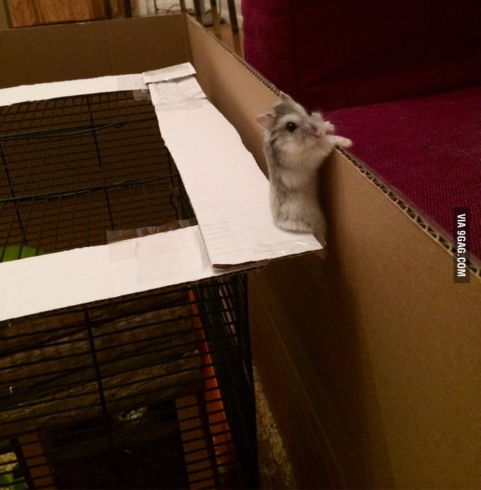 How I caught my Hamster while he was trying to break out - 9GAG