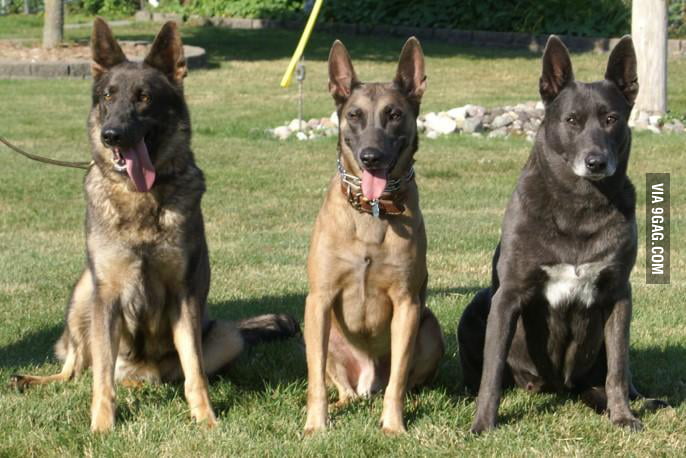 dutch shepherd vs belgian malinois dutch shepherd vs belgian malinois