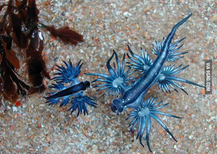 Glaucus Atlanticus - The Blue Dragon - 9GAG