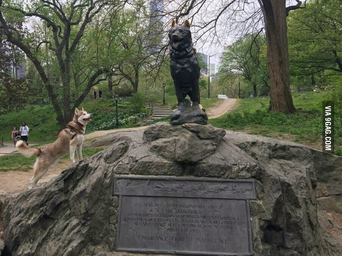 A husky finds a new friend in Central Park! 9GAG