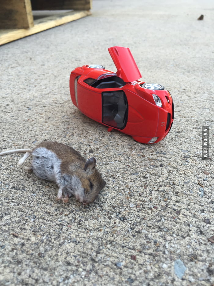 I put a toy car next to a dead mouse so other mice would remember not