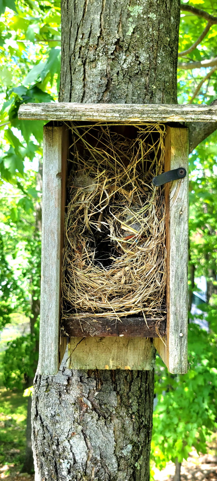 How most birds build a nest in a bird house - 9GAG