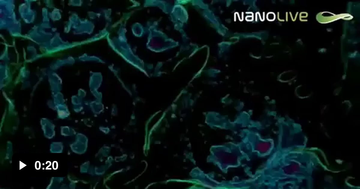 Live cell imaging of mouse embryonic stem cells undergoing mitosis - 9GAG