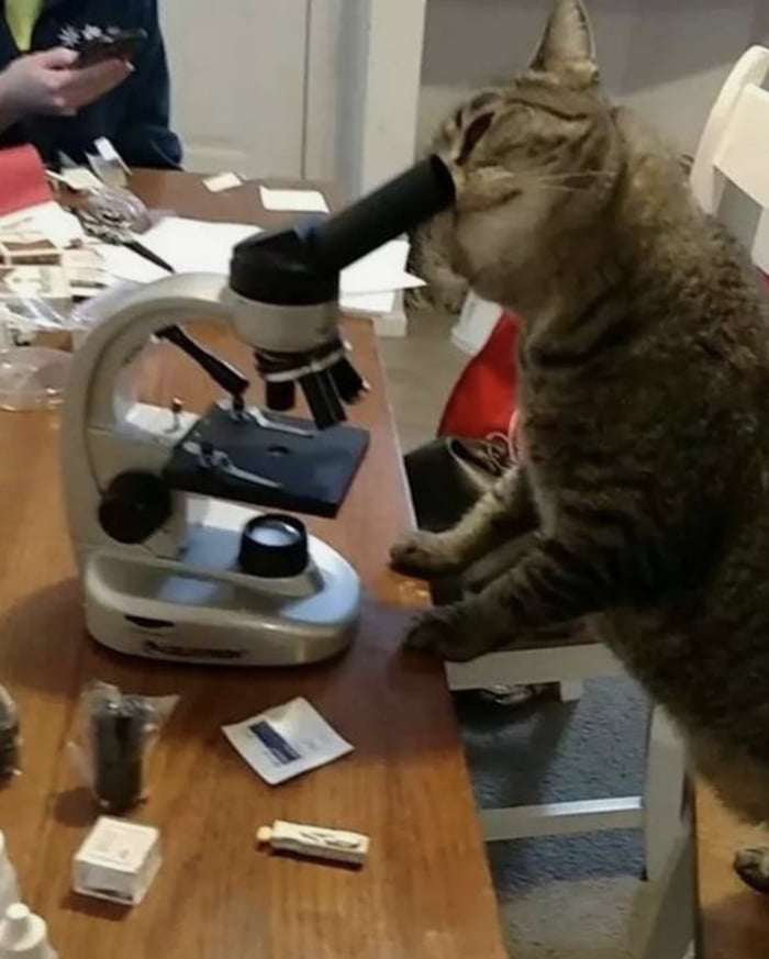 Scientist kitty makes tiny discoveries - 9GAG