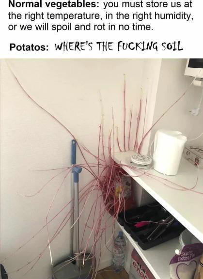 Potatus, Seeker of soil - 9GAG