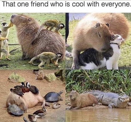 Capybara Crocodile Meme