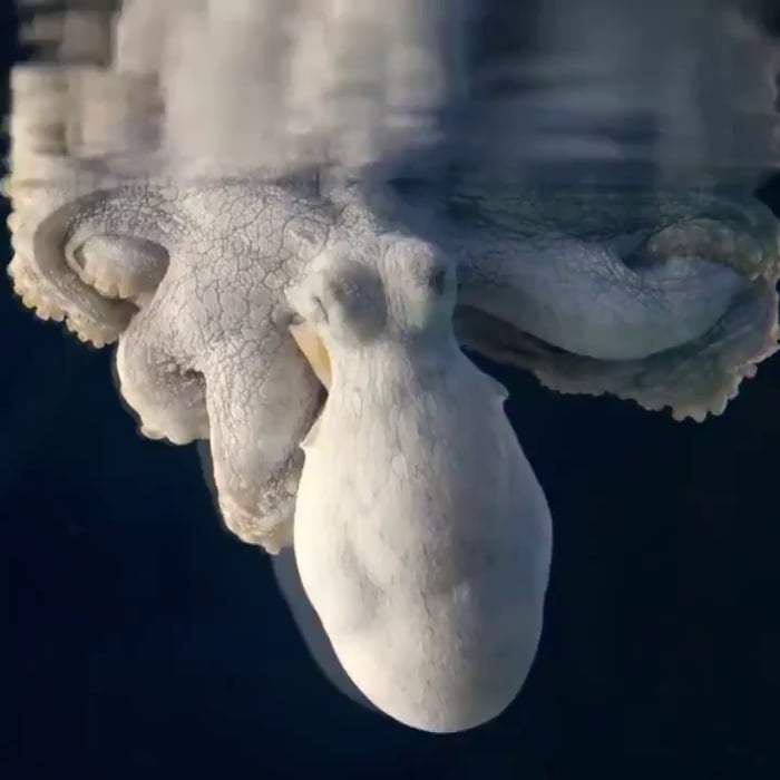 octopus that changes mood