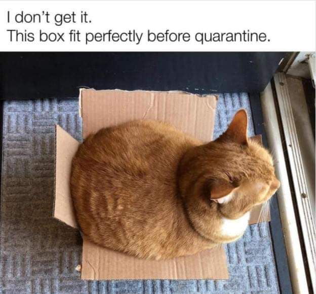 Chonky Boi A Proof Cats R Not Always Liquid 9gag 