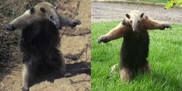 Collared Anteaters T-pose when threatened - 9GAG