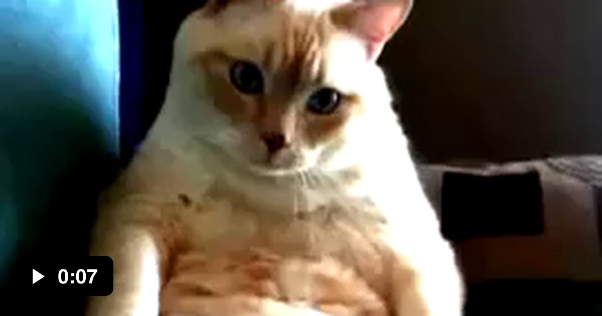 Cat hiccups and farts at the same time - 9GAG