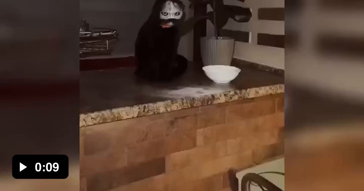 Cat Sneezes Into A Bowl Of Flour 9GAG cat-sneezes-into-a-bowl-of-flour-9gag