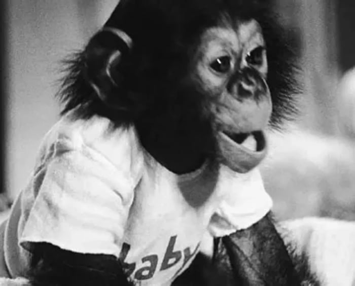 Nim Chimpsky, a chimpanzee who participated in Project Nim, a research ...