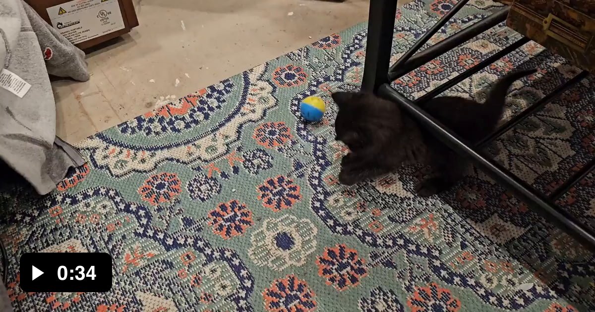 Update: Prisoner Banshee getting some exercise in her new cell - 9GAG